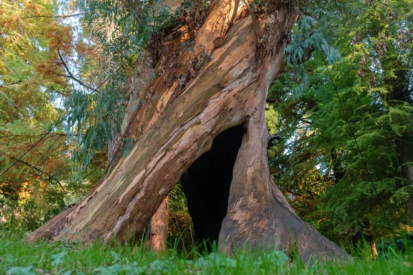 Árbol Eucalipto Hueco Retorcido Grande Parque — Foto de Stock