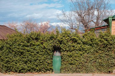 Çitin yeşil kapısı güzel karlı dağları ve gökyüzü arkaplanı olan bitkilerle kaplı.