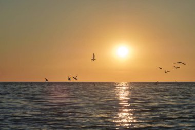 Deniz üzerinde uçan martılar, gün batımında parlak güneş suyu ve ufuk.
