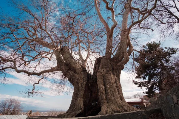 Antiguo Árbol Plano Grande Iluminado Por Luz Del Sol Sobre —  Fotos de Stock