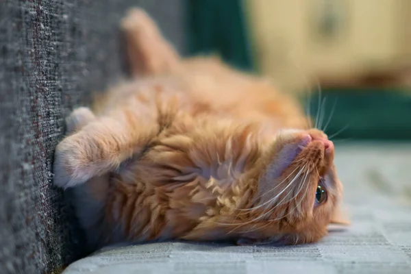 Gato Gengibre Está Jogando Sofá Foco Seletivo — Fotografia de Stock