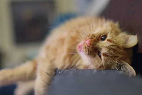 Ingwerkatze Entspannt Und Gähnt Auf Dem Sofa Selektiver Fokus — Stockfoto