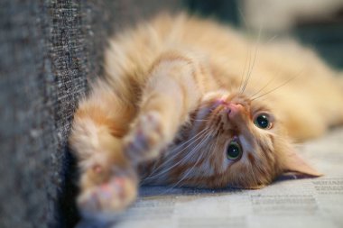 Kızıl kedi kanepede oynuyor, seçici odaklı.