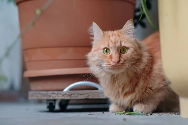 花园中的生姜猫夹在锅子里 有选择的焦点 — 图库照片