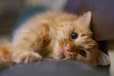 Kızıl kedi koltukta dinleniyor, seçici bir odak noktası.