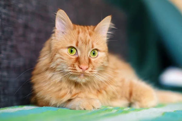 Gato Gengibre Com Olhos Verdes Relaxante Sofá Foco Seletivo — Fotografia de Stock