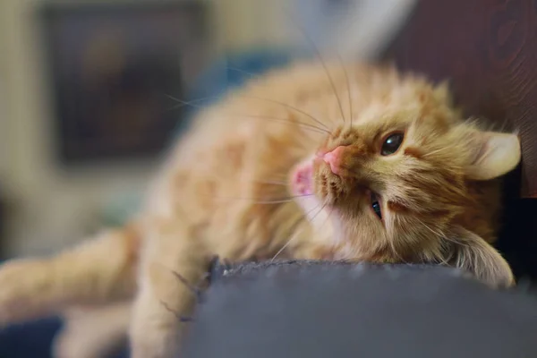 Pisica Ghimbir Este Relaxantă Căscând Canapea Focalizare Selectivă — Fotografie, imagine de stoc