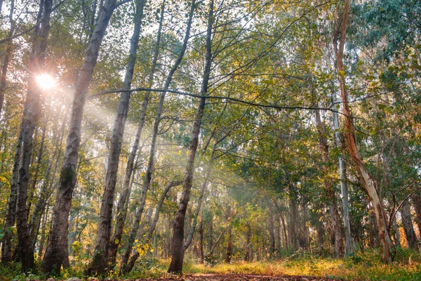 Sunlight Shining Forest Trees Fall Season — Stock Photo, Image