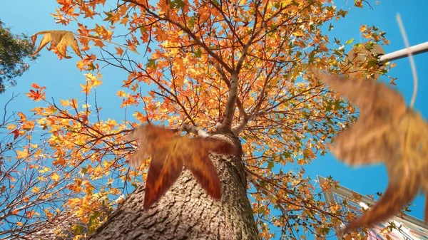 Herbstszene Fallende Gelbe Und Orangefarbene Blätter Einer Platane Selektiver Fokus — Stockfoto