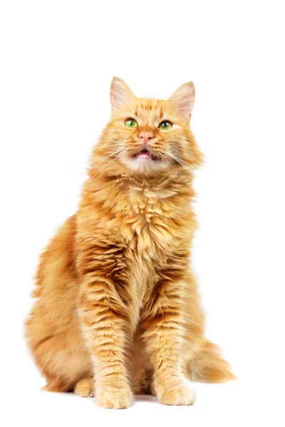 Ginger Cat Green Eyes Standing Isolated White Background — Stock Photo, Image