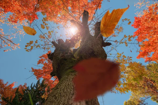 Herbstszene Die Fallenden Blätter Eines Ahornbaums Selektiver Fokus — Stockfoto