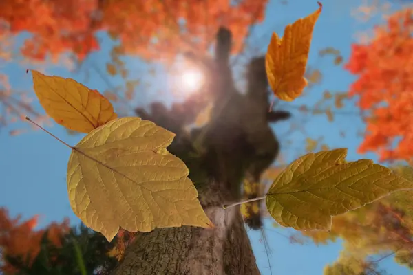Herbstszene Die Fallenden Gelben Blätter Eines Baumes Selektiver Fokus — Stockfoto