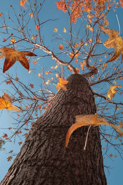 Herbstszene Die Fallenden Blätter Einer Platane — Stockfoto