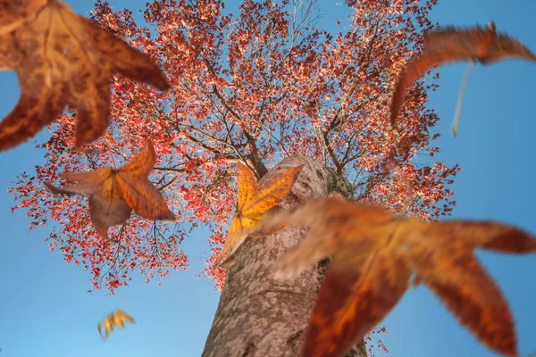 Herbstszene Die Fallenden Blätter Einer Platane — Stockfoto