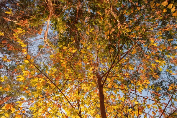 Осенью Листья Фона Желтые Оранжевые Листья Против Голубого Неба Солнечный — стоковое фото