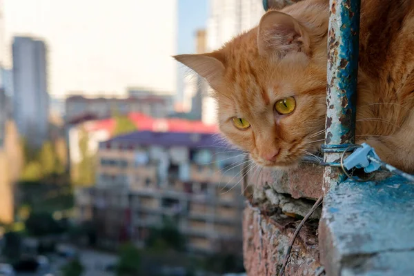 Červená Kočka Sedí Balkóně Rozhlíží Rozmazané Budovy Pozadí — Stock fotografie