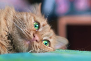 Kızıl kedinin yeşil gözleri açık, seçici odaklanma