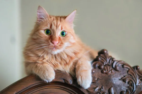 Gato Vermelho Mente Relaxa Topo Armário Vintage — Fotografia de Stock