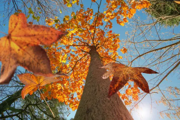 Herbstszene Die Fallenden Blätter Eines Ahornbaums Selektiver Fokus — Stockfoto