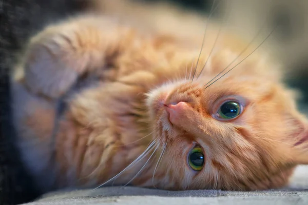 紧贴着生姜猫躺在沙发上 选择性地集中注意力 — 图库照片