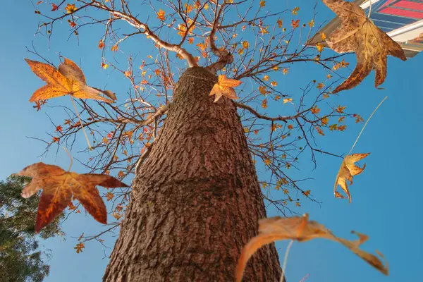 Herbstszene Die Fallenden Blätter Eines Ahornbaums Selektiver Fokus — Stockfoto