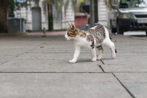 Pequeño Gatito Callejero Caminando Medio Calle Animales Sin Hogar Las — Foto de Stock