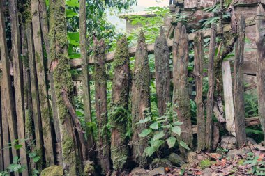 Eski kaba ahşap çit yosunlarla kaplanmış.
