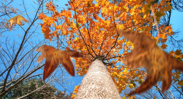 Herbstszene Die Fallenden Blätter Einer Platane Selektiver Fokus — Stockfoto