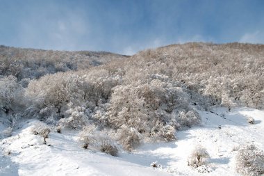 Kış manzarası. Tepede karla kaplı bir orman. 