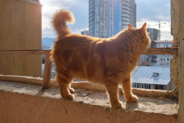 Chat Roux Erre Sur Rebord Fenêtre Regarde Dehors — Photo