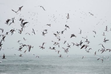 Kar yağarken denizin üzerinde uçan martı sürüsü