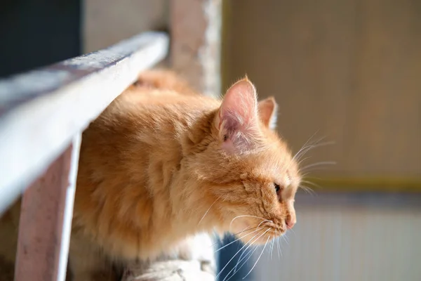 Chat Rouge Assis Sur Balcon Regardant Autour Foyer Sélectif — Photo