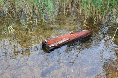 Temiz şeffaf suda kırmızı kütük
