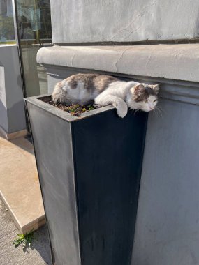 Güneşli bir günde, sokakta büyük siyah bir saksıda dinlenen başıboş bir kedi.