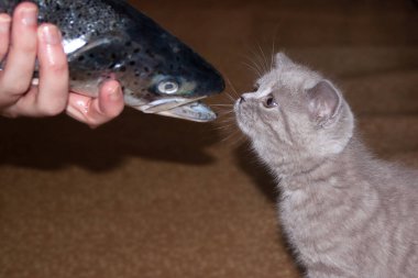 Komik İngiliz kedicik balığa bakarken şaşırdı..