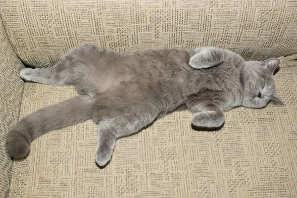 Brytyjski Kot Śmiesznie Śpi Plecach — Zdjęcie stockowe