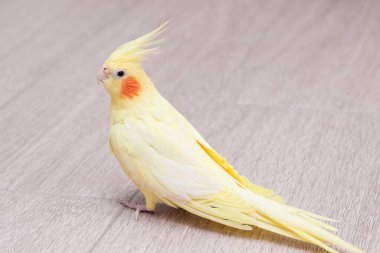 Sarı papağan Corella yerde oturuyor..