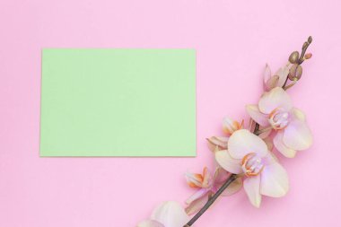 Pastel pembe arka plan manzaralı güzel Phalaenopsis orkide çiçekleri düz yerde yatıyordu. Uzayı kopyala Kadın, kız, eş için çiçek kartı.