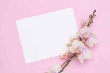 Pastel pembe arka plan manzaralı güzel Phalaenopsis orkide çiçekleri düz yerde yatıyordu. Uzayı kopyala Kadın, kız, eş için çiçek kartı.