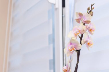Çiçek orkidesiyle gece gündüz pencere silindiri sistemi.