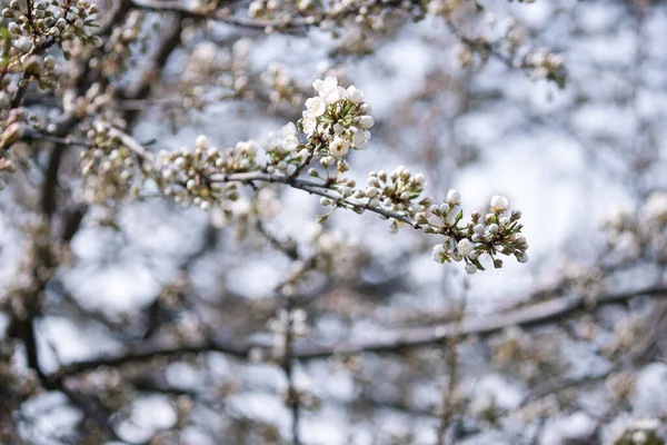 Belos Ramos Flores Brancas Árvore Natureza Primavera Fundo — Fotografia de Stock