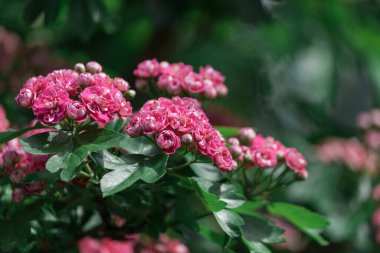 Bahar çiçekleri arka planı. Güzel çiçek açan ağaç dalı..