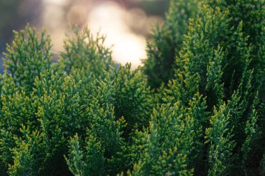Yeşil thuja çitleri yakında. Doğal şablon arkaplan, tasarım dokusu.