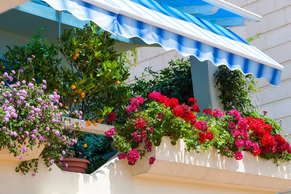 Украшенный Балкон Средиземноморская Климатическая Флора — стоковое фото