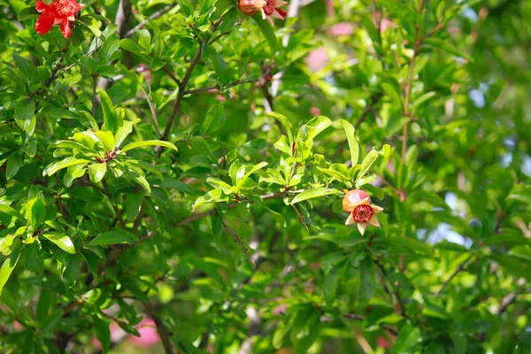 Floraison Fruits Grenade Mûrs Rouges Sur Arbre Monténégro — Photo