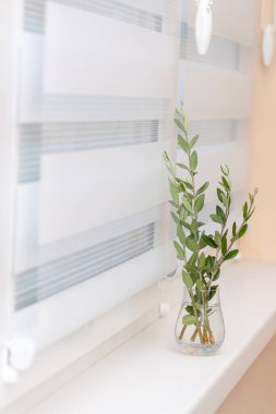 Pencere silindiri sistemi, cam vazoda zeytin ağacı, rahat konsept.