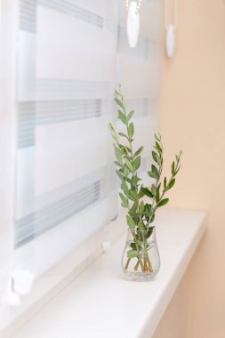 Pencere silindiri sistemi, cam vazoda zeytin ağacı, rahat konsept.