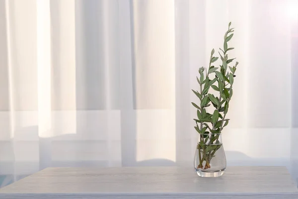 Feuille Olive Verte Dans Vase Verre Minimale Nature Concept Confortable — Photo