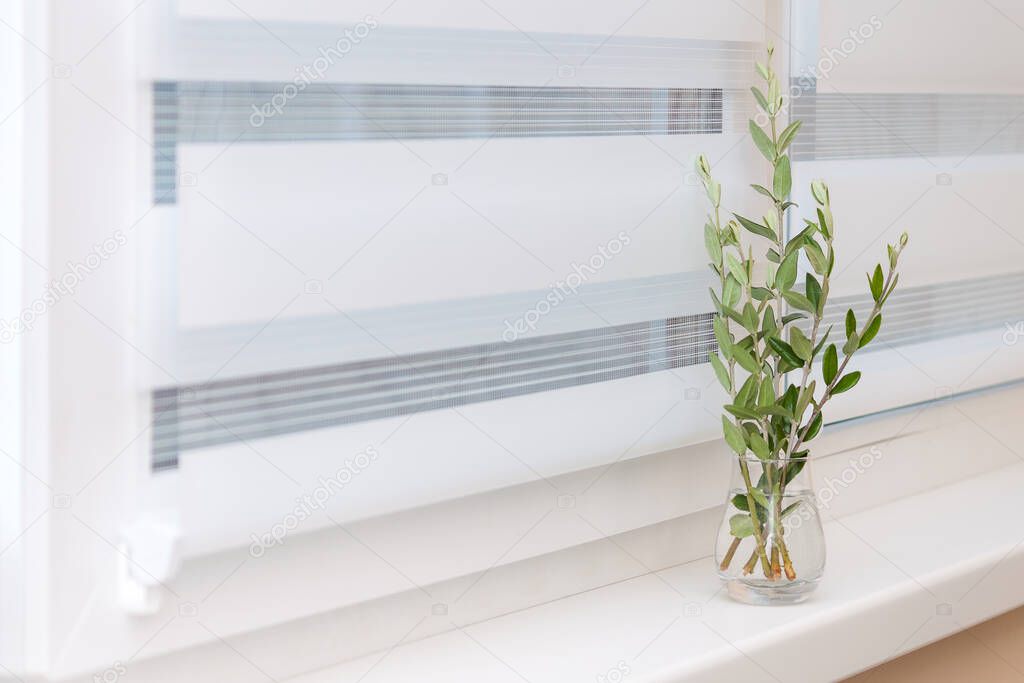 Window roller system, olive tree in glass vase, cozy concept.