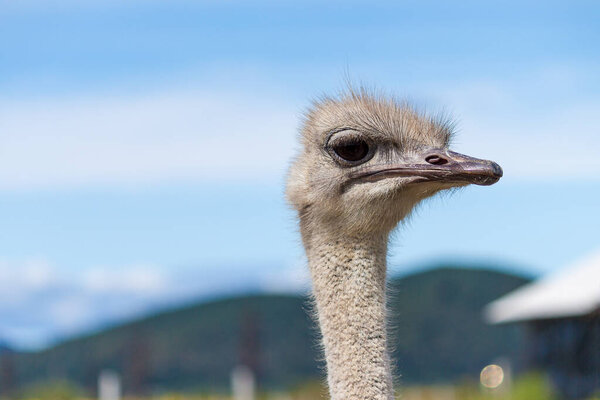 Funny ostrich in contact zoo.